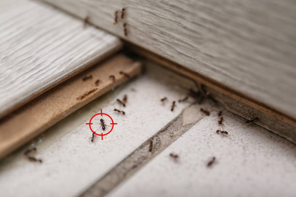 Best Bed Bug Extermination  in Eatonville, WA